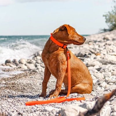 chien sur la plage en laisses pour chiens orange