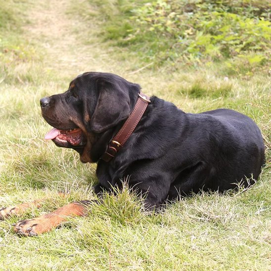 chien tranquille couché avec collier chien vintage marron 