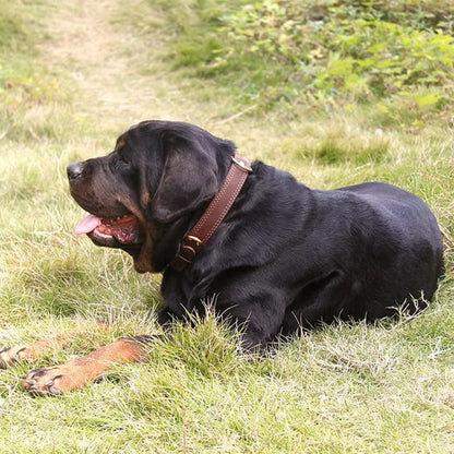 chien tranquille couché avec collier chien vintage marron 