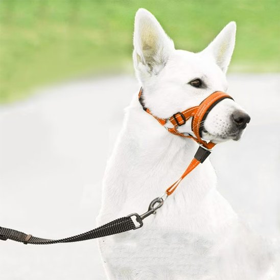 Chien tranquille en muselière chien​ ​ Promenade Sereine orange