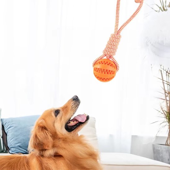 chien voulant attraper Jouets pour chien Balle Corde orange
