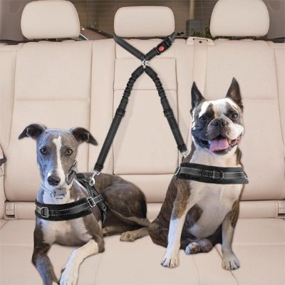 chiens assis en voiture en double laisse pour chien