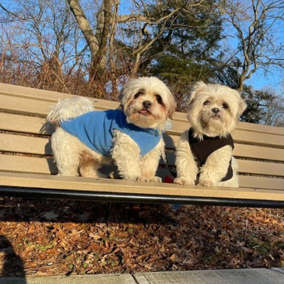 Chiens assis sur un banc en manteau chien polaire douillet noir et bleu