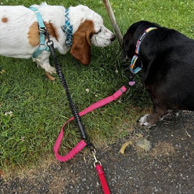 chiens-attaches-en-laisse-double-pour-chien-rose