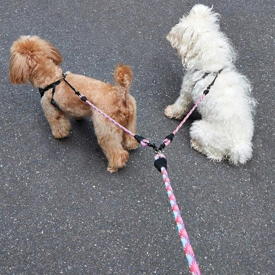 chiens en balade en laisse double pour chien