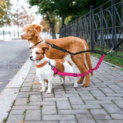 chiens regardant au loin en laisse double pour chien rose