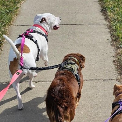 chiens se promenant gentillement en laisse double pour chien rose