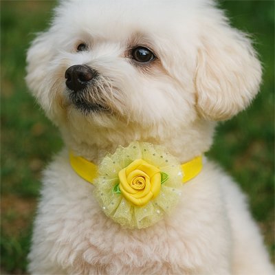 chiot avec collier Chiot jaune