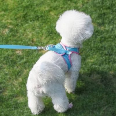 Chiot en balade avec harnais chiot Nuage Rose/bleu