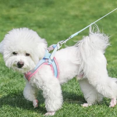 chiot en promenade avec harnais chiot Nuage Rose/bleu