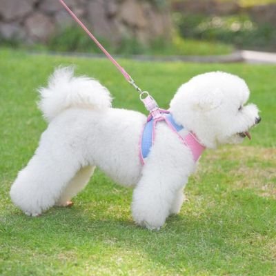 Chiot heureux avec harnais chiot Nuage Rose/bleu