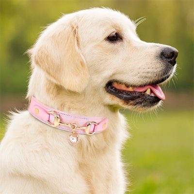 chiot labrador avec collier pour Chien coeur rose