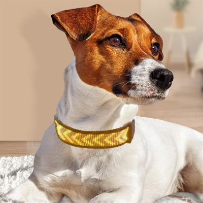 Collier lumineux chien motif jaune sur chien assis
