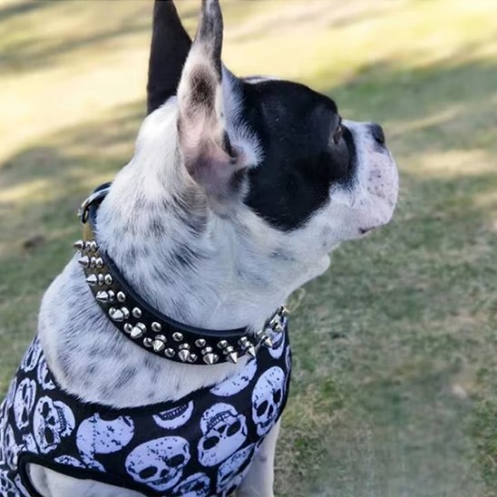 Collier pour chien cloute noir sur chien assis