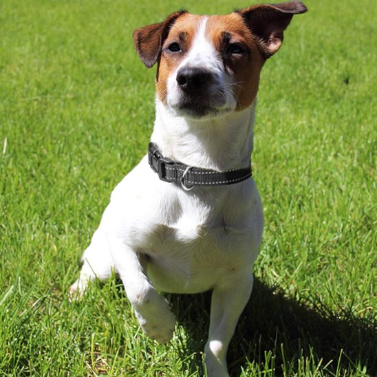 Collier pour chien sur chien assis