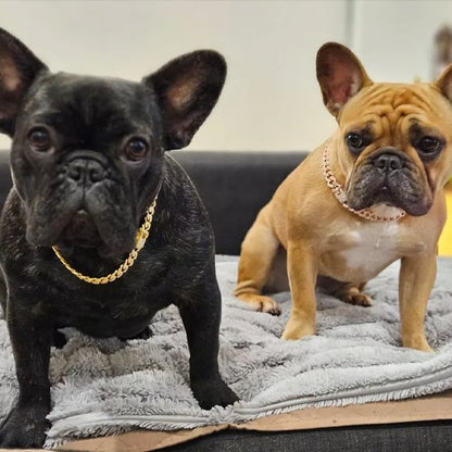 deux bouledogues avec collier chien gormette