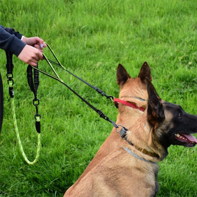 Deux chiens assis en double laisse pour chien verte 