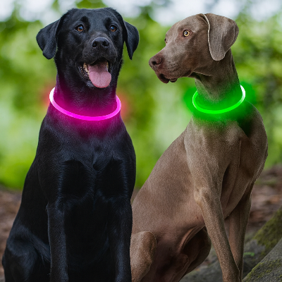 deux chiens avec collier lumineux chien 
