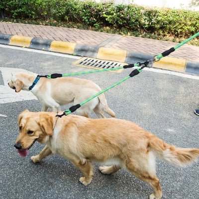 deux chiens beige en laisse double pour chien verte