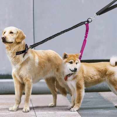 deux chiens beige en laisse double pour chien