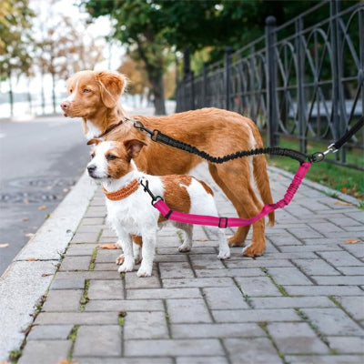 deux chiens debout en laisse double pour chien