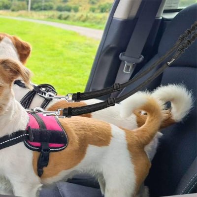 deux chiens debout en voiture en double laisse pour chien