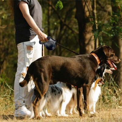 deux chiens en laisse de chien noire en foret