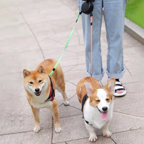 Deux chiens en promenade en double laisse pour chiens Duo enrouleur noir avec leur maitresse