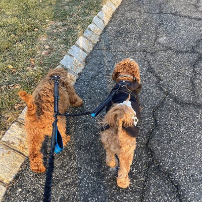 Deux chiens en promenade en double laisse pour chien 