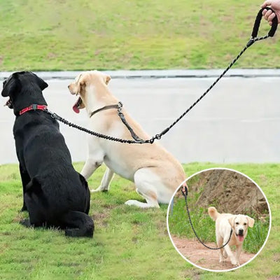 deux chiens heureux assis en laisse double pour chien