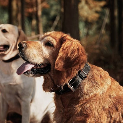deux chiens heureux avec collier chien noir