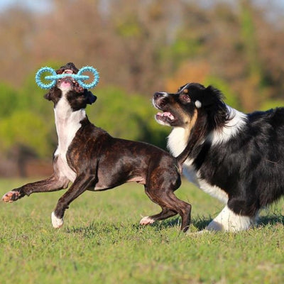 deux chiens jouant avec un jouet chien indestructible Mach'Dog bleu 
