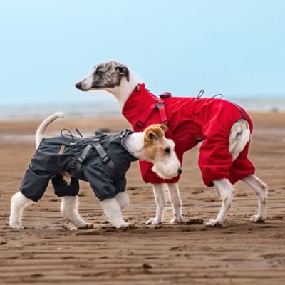 Deux chiens sur la plage en imperméable pour chien​ Ecran pluie rouge et noir