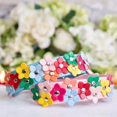 deux collier pour chien Flowers rose et bleu