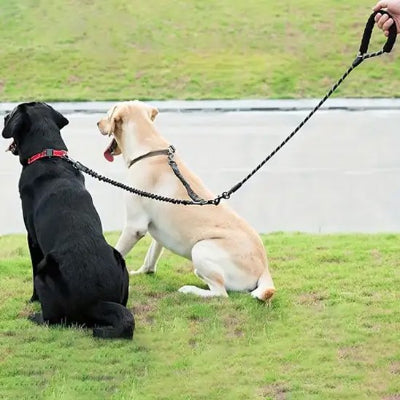 deux labrador assis en laisse double pour chien