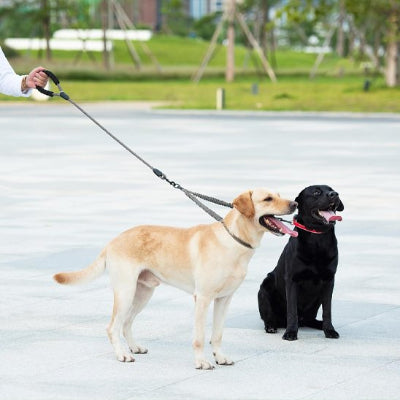 deux labrador en laisse double pour chien