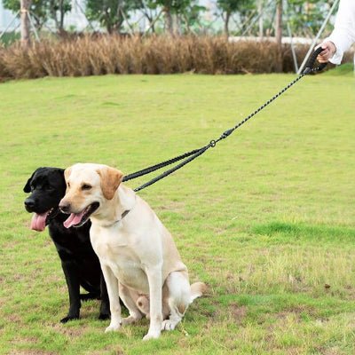deux labradors en laisse double pour chien