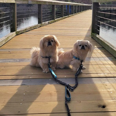 Deux petits chiens en double laisse pour chien bleue sur un pont
