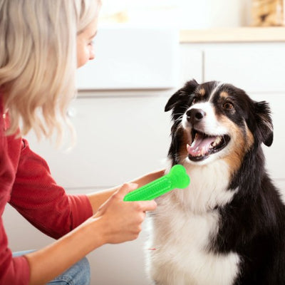 femme donnant un jouet chien indestructible  Mastica vert à son chien