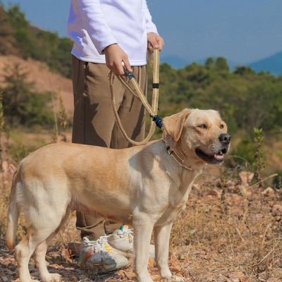 femme en balade avec son chien en laisse pour chien beige