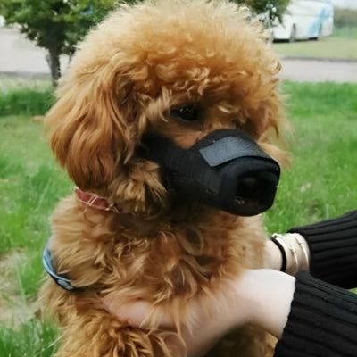 femme qui caresse son chien en muselière petit chien AirZen noir