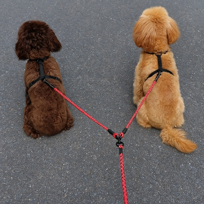 gentils chiens assis en laisse double pour chien