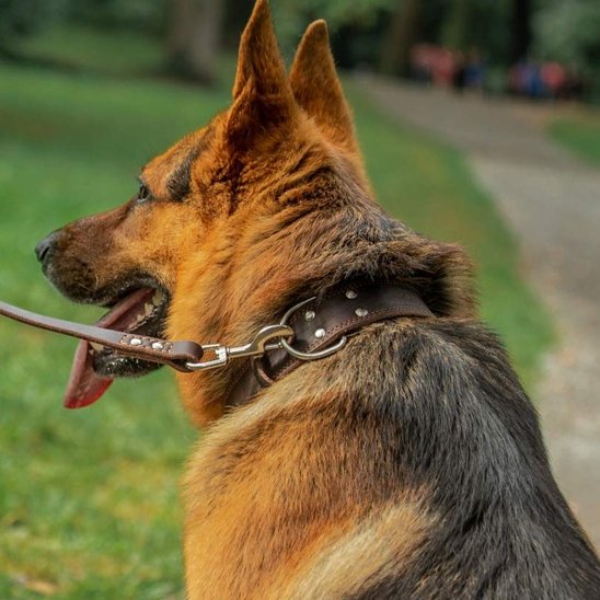 gros chien tirant la langue en collier chien marron