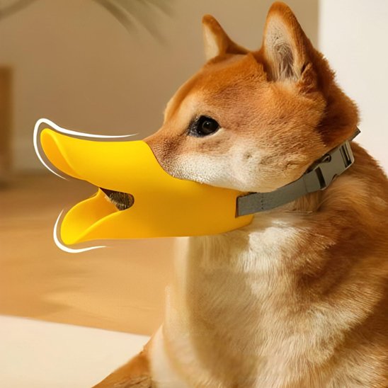gros plan d'un chien avec muselière petit chien Canard jaune