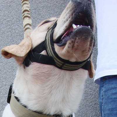 gros plan sur gueule d'un chien avec muselière Couvre bouche kaki