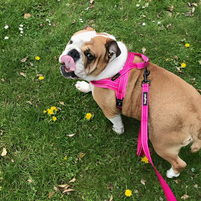 Harnais pour chien au parc avec Harnais pour chien Sérénité rose 