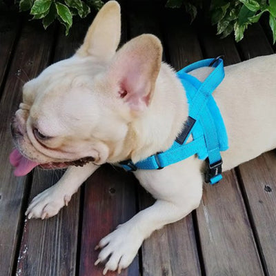 Harnais pour chien Bouledogue avec Harnais pour chien Sérénité bleu 