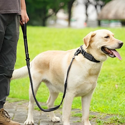 homme debout avec son chien en laisse pour chien