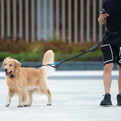 homme marchant avec son chien en laisse canicross