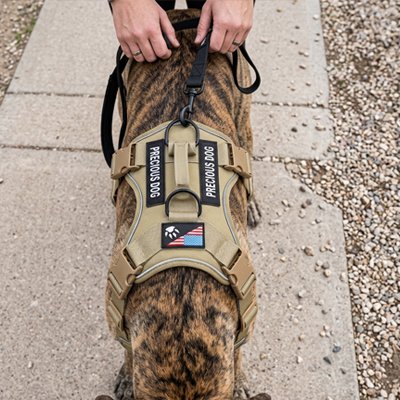 Homme tenant  le harnais chien Sentinelle jaune sur son chien